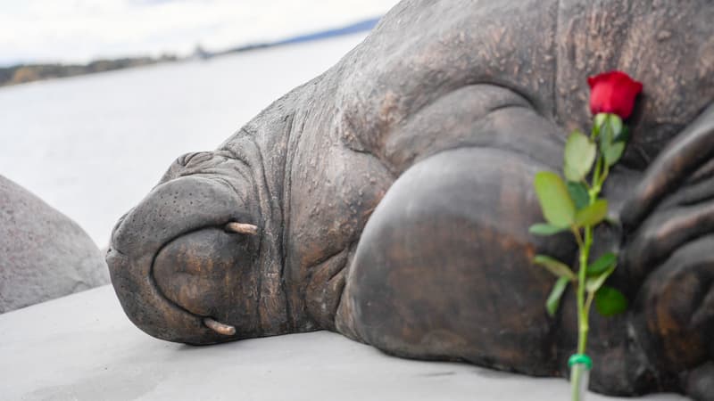 Une sculpture du morse Freya, euthanasié en 2022, a été érigée à Oslo, en Norvège, le 29 avril 2023