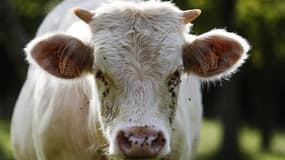 Un cas de vache folle a été détecté dans une ferme en Ecosse.