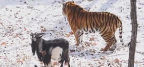 Une amitié surprenante entre une chèvre et un tigre 