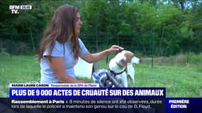 En un an, plus de 9000 actes de cruauté sur des animaux ont été décomptés