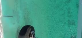Floride: plus de 10.000 requins à 100 mètres de la plage
