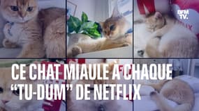 Ce chat qui miaule à chaque “Tu-dum” devient tellement viral qu’il a fait réagir Netflix