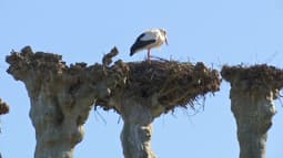 Une cigogne qui s'est installée dans un nid du parc de l'Orangerie à Strasbourg. 