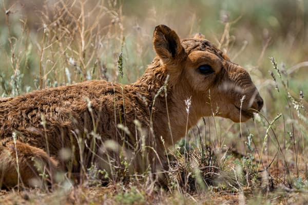 Une jeune antilope saïga à la frontière des régions d'Akmola et de Kostanay, au Kazakhstan, le 8 mai 2022. 