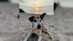 Loby, un chien porté disparu dans au Morgon (Hautes-Alpes), le 1er juillet 2024.