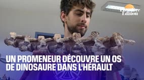 Dans l'Hérault, un promeneur découvre un os de dinosaure vieux de 70 millions d'années