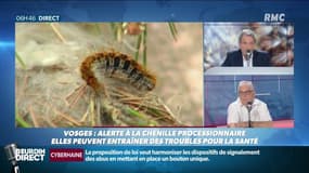 Alerte aux chenilles processionnaires dans l'Est: "C'est un problème de santé publique"