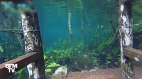 Brésil: une réserve transformée en paradis sous-marin à Rio de Prata