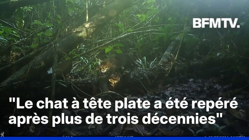 L'un des félins les plus rares au monde, le chat à tête plate, aperçu en Malaisie