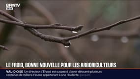 Les températures en baisse font le bonheur des arboriculteurs