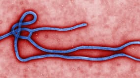 Microscopie électronique en transmission d'un virus Ebola.