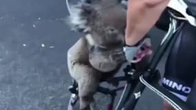 En Australie, un cycliste s'arrête pour hydrater un koala