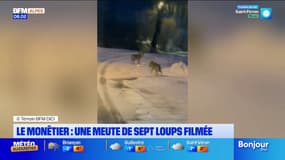 Monêtier-les-Bains: une meute de sept loups filmée