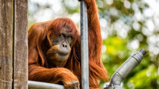 L'orang-outang Puan au zoo de Perth en Australie, le 24 octobre 2016