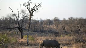 Un rhinocéros au parc national Kruger en août 2018, en Afrique du Sud