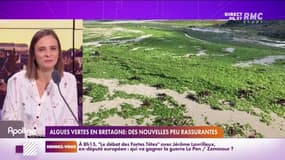 En Bretagne, des riverains privés de leur plage par une algue verte