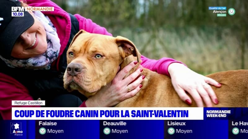 La Saint-Valenchien: le refuge de Castillon ouvre ses portes pour passer un moment avec les chiens