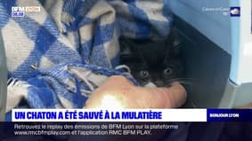 La Mulatière: le chaton bloqué dans le trou d'un immeuble a été sauvé 