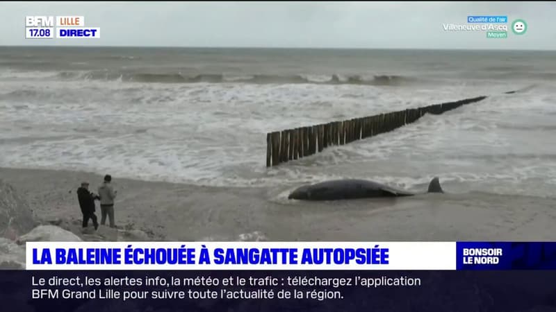 Pas-de-Calais: la baleine échouée à Sangatte autopsiée