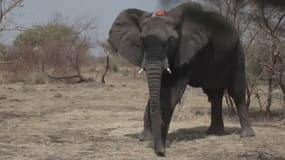 La lutte contre le braconnage est devenue primordiale pour la survie des éléphants d'Afrique centrale.