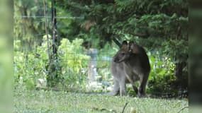 Le wallaby, baptisé Jumpy, s'est invité dans les jardins des habitants de Chasse-sur-Rhône pendant un mois.