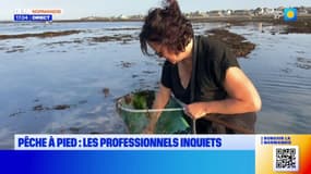 Calvados: les professionnels de la pêche à pied inquiets