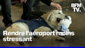 Macédoine du Nord: Dino, un Golden retriever, détend les voyageurs de l'aéroport de Skopje 