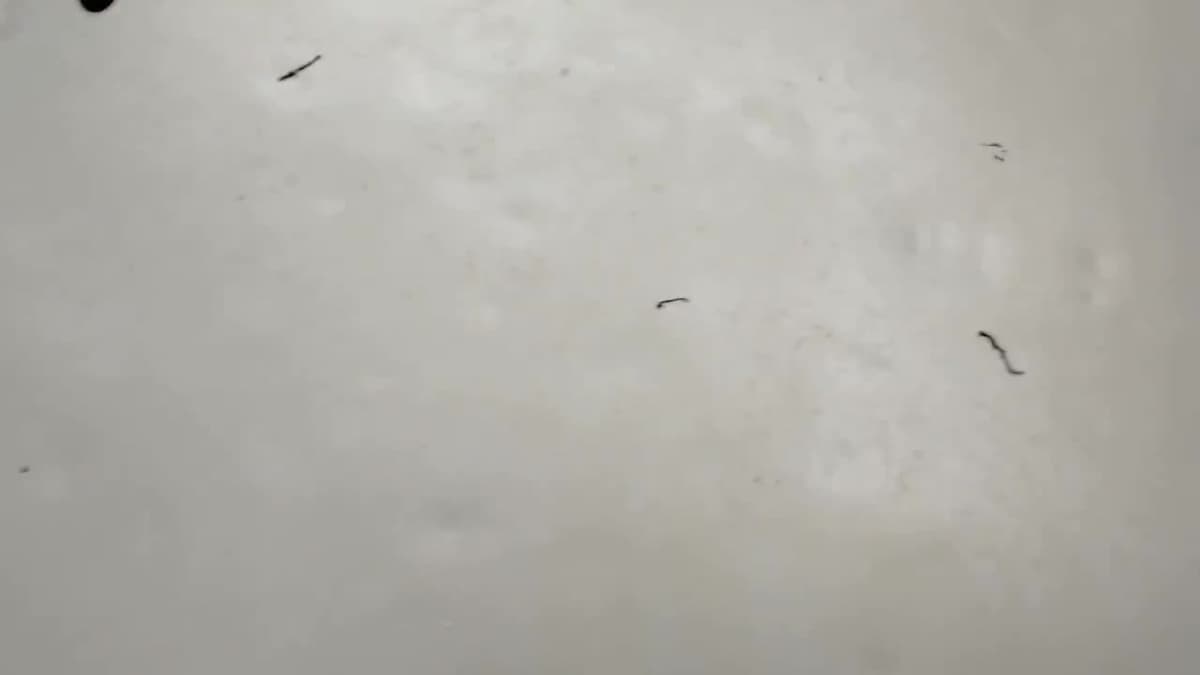placeholder video