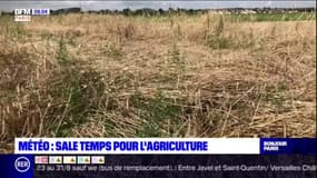 Météo: sale temps pour les agriculteurs du Val-de-Marne