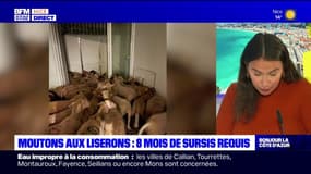 Moutons dans un appartement à Nice: 8 mois de prison avec sursis requis contre les prévenus