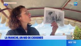 Dans la Manche, une balade pour admirer les nids de cigognes
