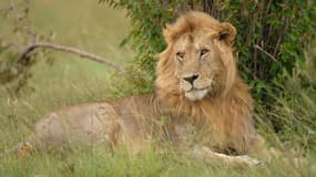 Un lion en pleine savane (Photo d'illustration).