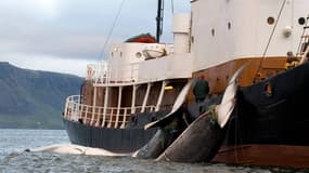 L'Islande et la Norvège défient un moratoire de la Commission baleinière internationale (CBI) sur la chasse à la baleine à des fins commerciales.