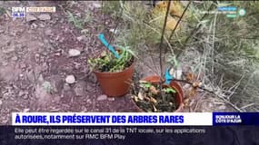 À Roure, les habitants s'impliquent dans la plantation d'arbres