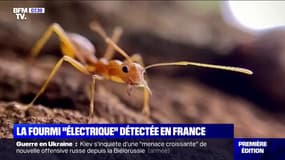 Dangereuse pour la biodiversité et douloureuse pour les êtres humains: la fourmi "électrique" a été détectée en France