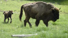 Un bison et son petit à Sainte-Croix en Rhodes, en France, le 25 mai 2016 (photo d'illustration).