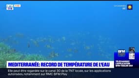 Var: la Méditerranée a battu des records de températures cet été