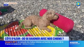 Quelles sont les plages autorisées aux chiens sur la Côte d'Azur?