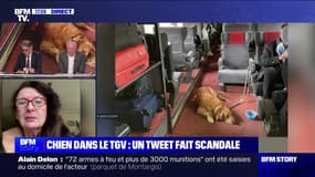 Story 3 : Un chien dans le TGV, un tweet fait scandale - 27/02