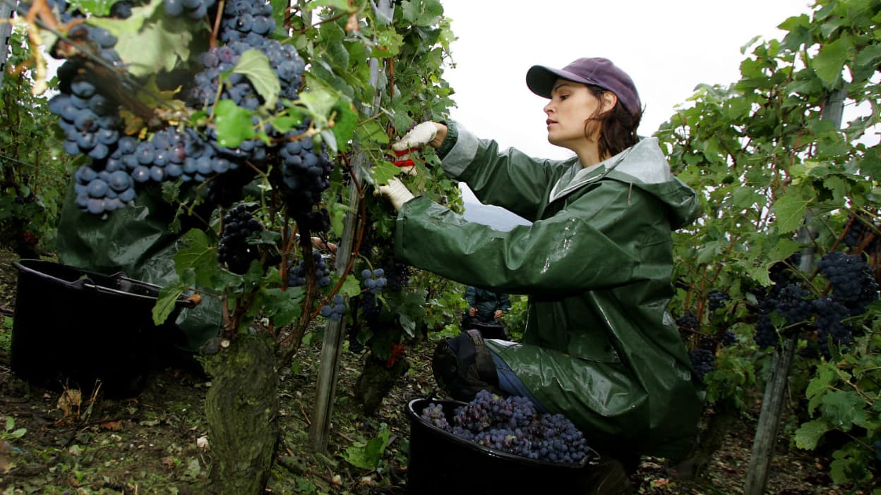 Champagne Lancement Précoce Des Vendanges Dès Lundi