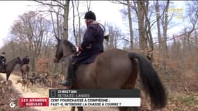 Cerf pourchassé à Compiègne : faut-il interdire la chasse à courre ? - 21/09