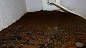 Un petit village d'Ardèche est envahi par des fourmis