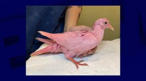 Le pigeon domestique a été retrouvé teint en rose par une association new-yorkaise