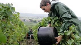 Les vendanges se tiendront fin septembre, après la rentrée, dans plusieurs régions.