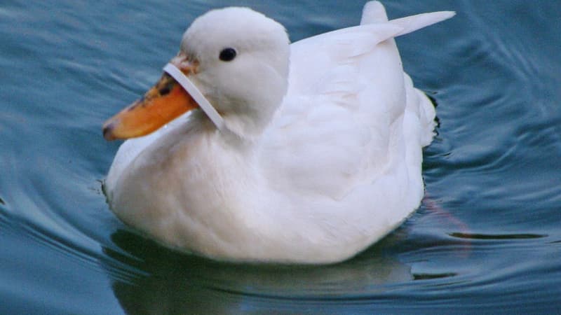 Une cane blanche en danger sur l'étang du parc Nord des Ulis