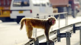 Un macaque rhésus