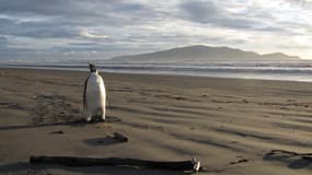 Un manchot empereur sur une plage de Wellington, en Nouvelle-Zélande, en 2011 (Photo d'illustration)