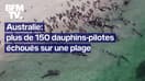 Plus de 150 dauphins-pilotes se sont échoués sur une plage dans le sud-ouest de l'Australie