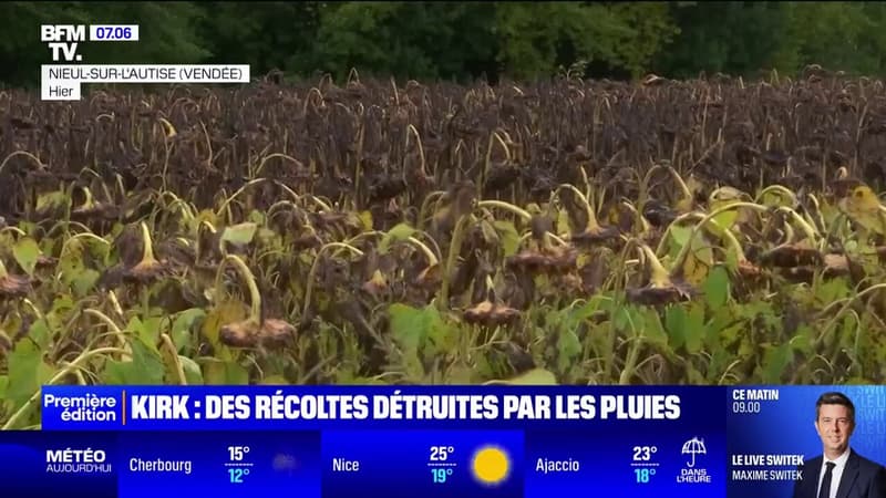 Les pluies, amenées par la tempête Kirk, ont détruit les récoltes des agriculteurs en Vendée