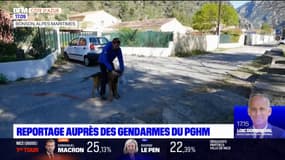 Alpes-Maritimes: le peloton de gendarmerie de haute montagne entraîne des chiens à rechercher des personnes égarées et désorientées